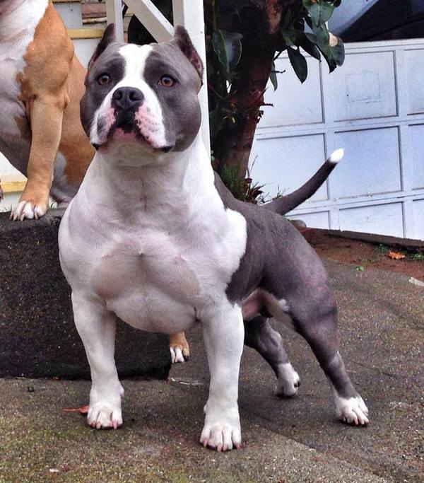 Как рожают американские булли. Смотреть фото Как рожают американские булли. Смотреть картинку Как рожают американские булли. Картинка про Как рожают американские булли. Фото Как рожают американские булли Как рожают американские булли. Смотреть фото Как рожают американские булли. Смотреть картинку Как рожают американские булли. Картинка про Как рожают американские булли. Фото Как рожают американские булли