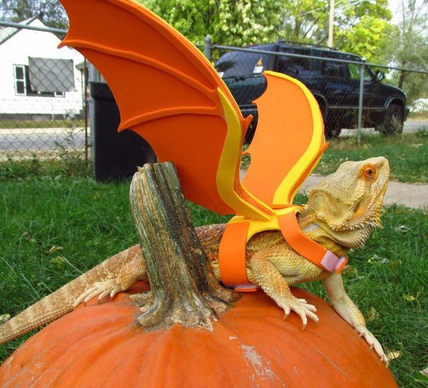 Когда в душе ты дракон