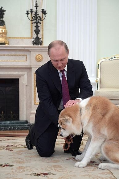 Putin and the Japanese dog - Vladimir Putin, Dog, Politics, The president, Japan, Longpost