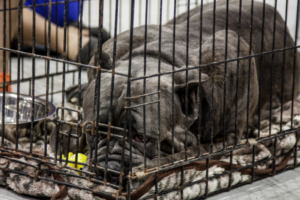 Dog show, Novosibirsk Expocentre, second post - Longpost, Dogs and people, Exhibition, My, Dog, Novosibirsk