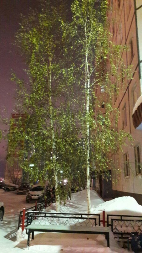 Until New Year's Eve 19 days and at the entrance of our house there are still green trees - Winter, Birch, Nizhnevartovsk, New Year