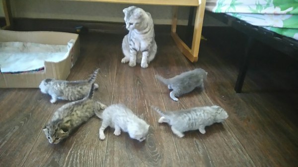 And today we have a cat She gave birth to kittens yesterday. - , , , Kursk, Sale, 