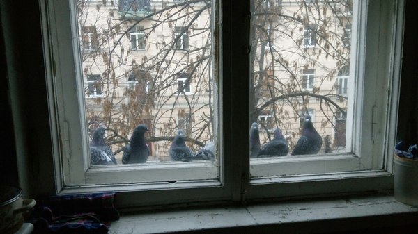 Went into the kitchen this morning... - Crow, My, Food, Birds, To eat