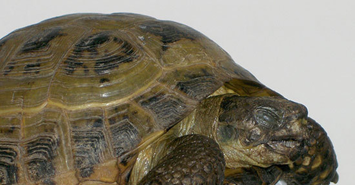 Отит черепах. Среднеазиатская красноухая черепаха. Среднеазиатская черепаха панцирь. Красноухая черепаха сухопутная. Среднеазиатская черепаха рахит.