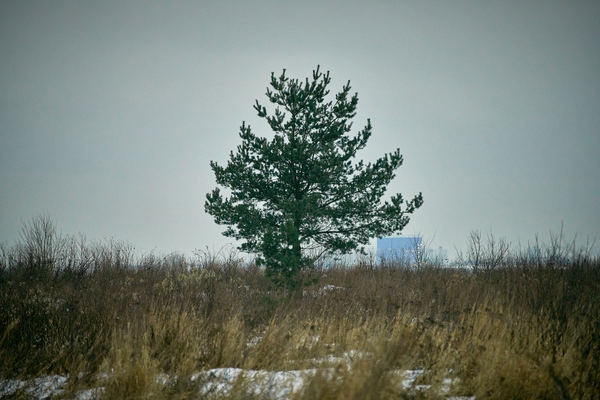 Lonely tree in the field... - My, Sony, Photo, Tree, Field, Lensovet Theatre of St. Petersburg