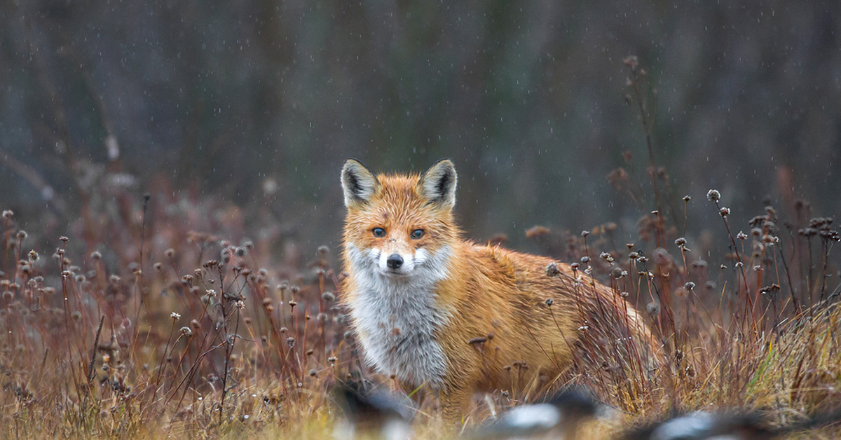 Под fox. Фото лисы. Лиса под дождем. Мокрая лиса. Лисы в дикой природе.