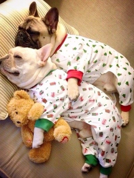 Compilation of puppies in pajamas - Puppies, Milota, Pajamas, Longpost