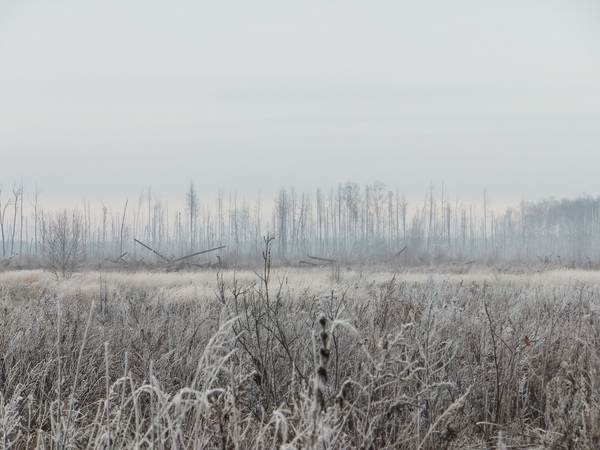 It's like everything is frozen... - My, Autumn, Forest, Photo