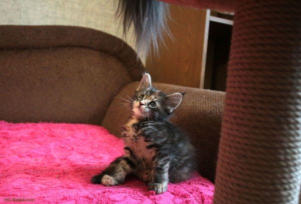 Baby Florence - Cats and kittens, My, cat, Maine Coon