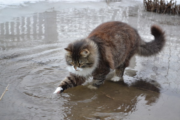 ABOUT TIMKA - My, Timka, cat, Water, Games, Longpost