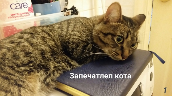 Spontaneous post. - My, Longpost, Spontaneity, cat, , Picture with text