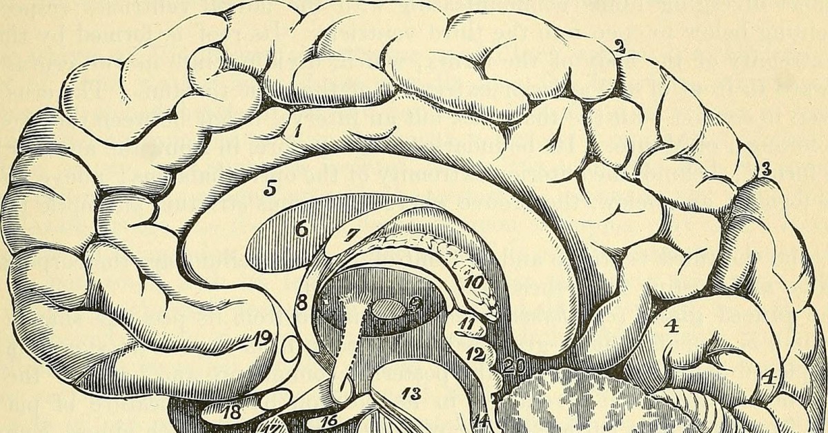 Brain old. Мозг рисунок. Полосатое тело мозга. Мозг в старых иллюстрации.