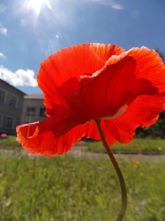 Photo seasons - My, Photo, Flowers, Landscape, Season, Seasons, Longpost