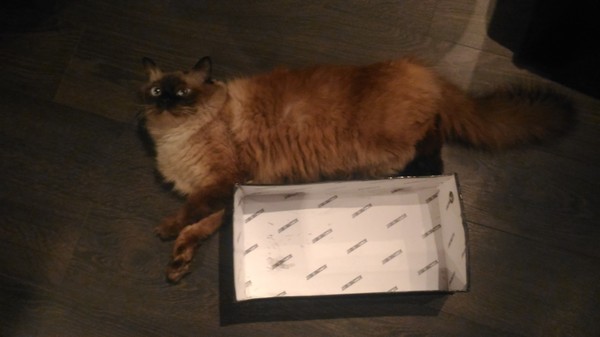 Size doesn't matter, cat+box... - My, cat, Box, Oscar