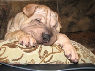 Beloved friend. - My, Dog, Shar Pei, Longpost