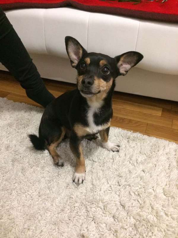 FOUND A RUSSIAN TOY TERRIER IN THE FARMED KRASNOYARSK! - My, Krasnoyarsk, Found a dog, Toy Terrier, , White dews