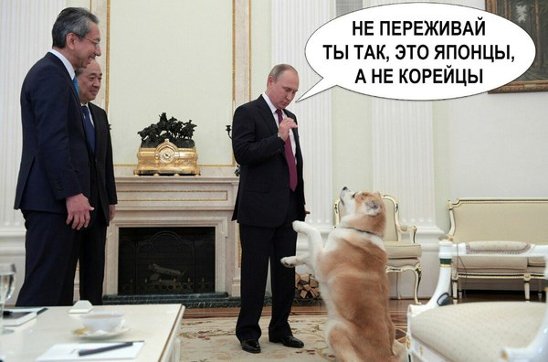 No need to think about the bad - Pessimism, Корея, Optimism, Japan, Cooking, Vladimir Putin, Dog