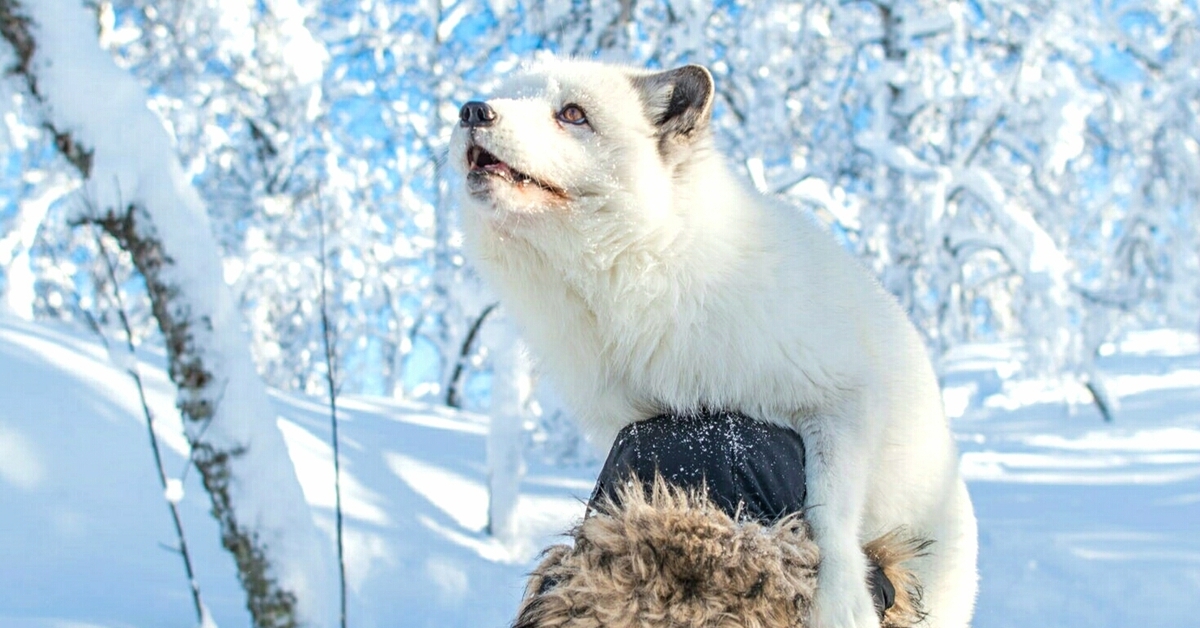 Человек и животное зимой