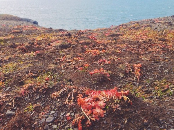 Another photo from Cape Morozov - Flora, Sea, My, New earth