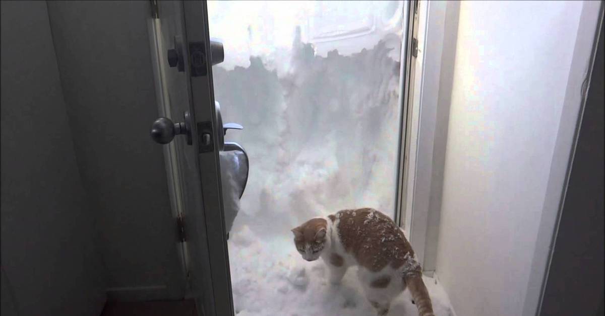 Открой видео лучшее. Дверь завалило снегом. Дверь засыпало снегом. Снег за дверью. Кота завалило снегом.