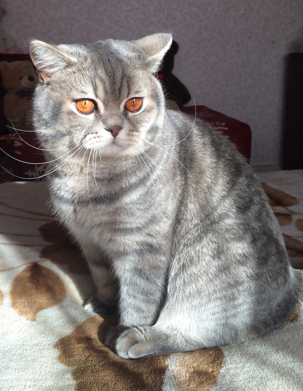 In the rays of the December sun - My, cat, Arseniy