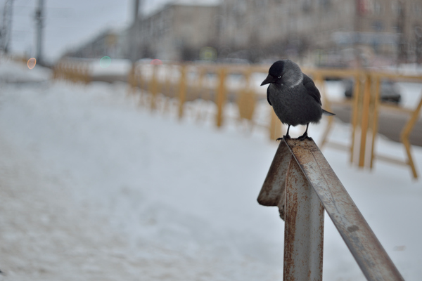 Just a chick. - My, Jackdaw, Photo