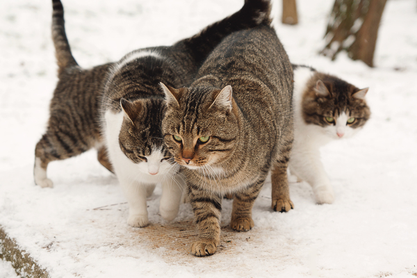 Longcat - Striped, My, My, Photo, Winter, It seemed, cat