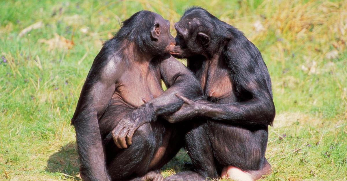 Волосатые лизать крупным. Шимпанзе бонобо. Шимпанзе бонобо спариваются. Самка бонобо. Горилла бонобо.