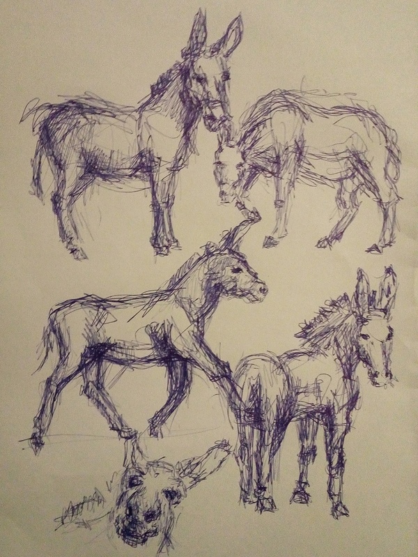 Something donkeys were drawn to draw ... - My, Donkey, Drawing, Sketch, Sketch, Mobile photography, Junior Academy of Artists