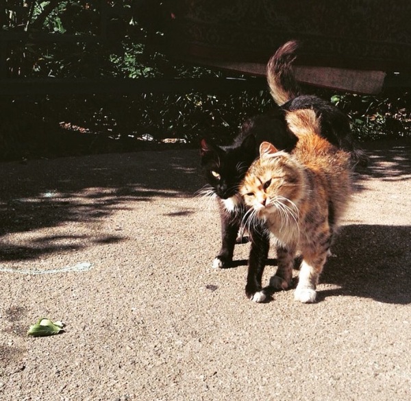 ������� ������