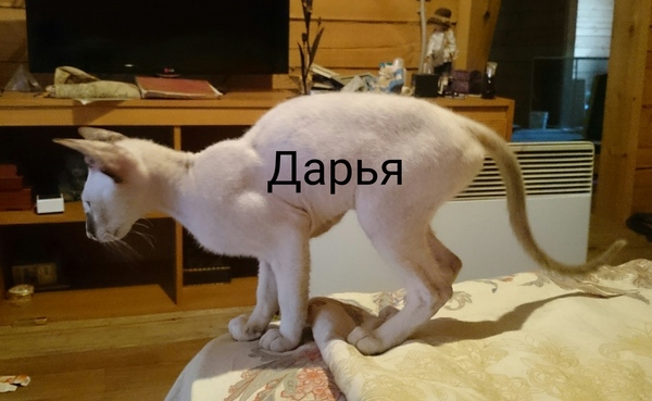 Кошка петерболд. - Моё, Кот, Иркутск, Иркутская область, Помощь, Длиннопост