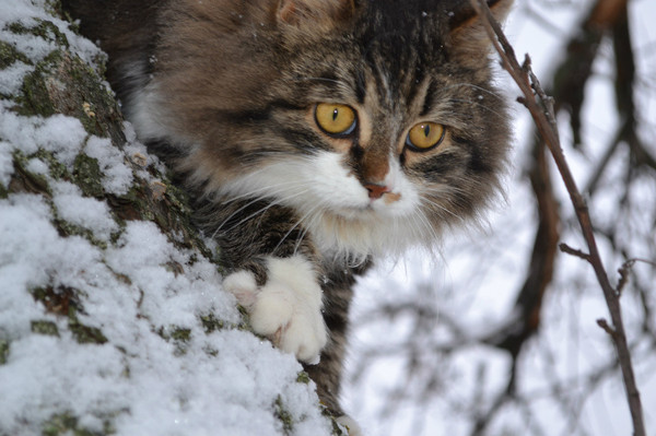 PRO TIMKA 2 - My, cat, Timka, Winter, Fun, Longpost