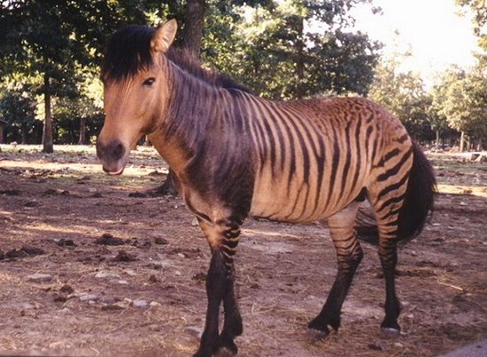About animals or about people - that is the question ... Zebroid. - My, , Author's story, Vet, , Humor, , Zoo, Longpost