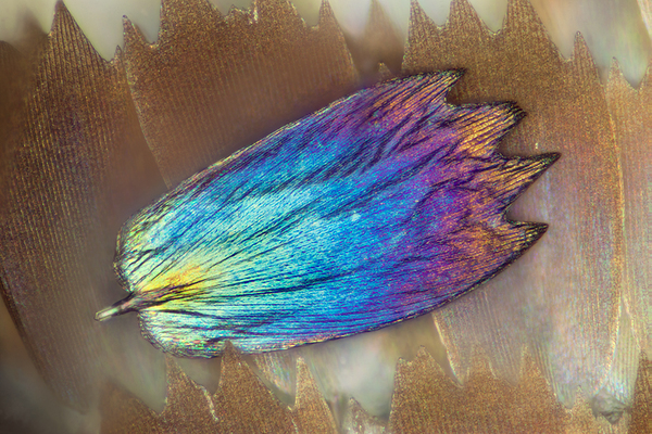 Butterfly wings at 17x magnification - Photo, Wings, Butterfly, Scales, Longpost