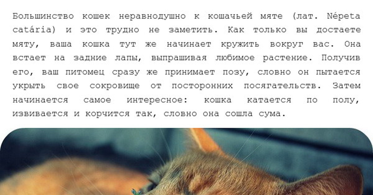 Сколько можно кошкам кошачьей мяты. Почему коты любят кошачью мяту. Почему котам Нравится Кошачья мята. Почему коты любят мяту. Почему коты так реагируют на кошачью мяту.