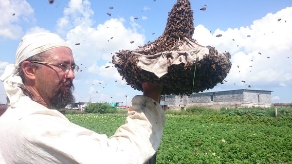 He put his hand inside the freshly caught bee swarm. - My, , Apiary, Bees