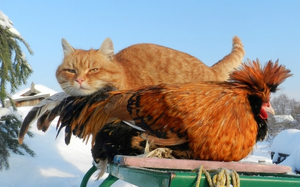 Lived - were the Cat and the Rooster. - cat, Rooster