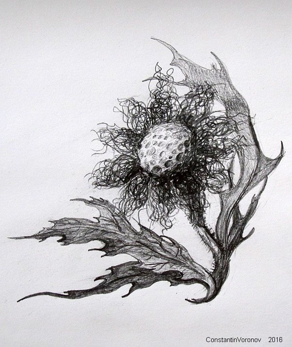 hairy flower - My, Flowers, Drawing, Pencil drawing