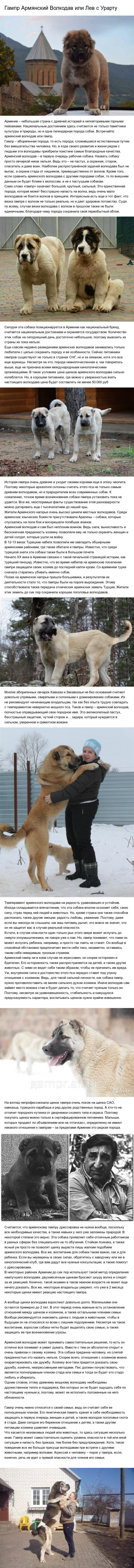 Purebred Armenian - , , , Longpost, Dog, Friend