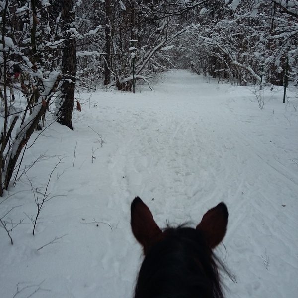 А в лесу то сказка
