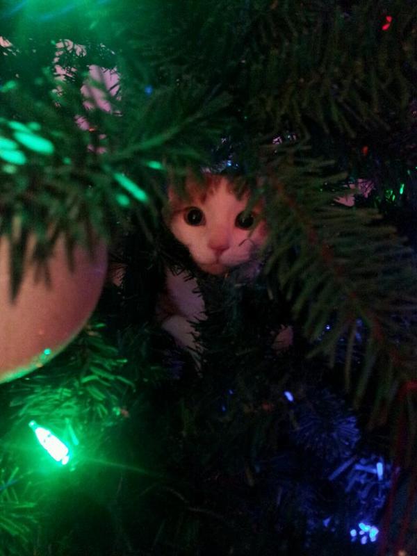 I don't remember hanging it - cat, Christmas trees, New Year, beauty, Decoration, Photo