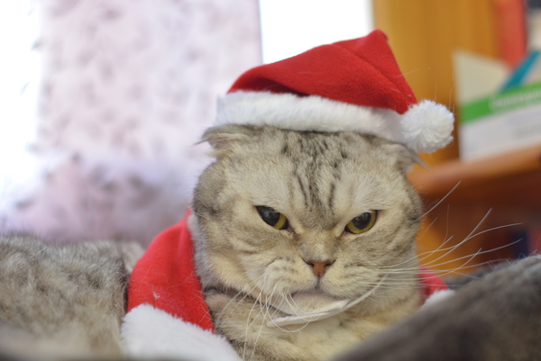 My face when they make you wear a santa hat - My, Christmas, cat, , Santa Claus, Santa Claus, Hatred, Animals