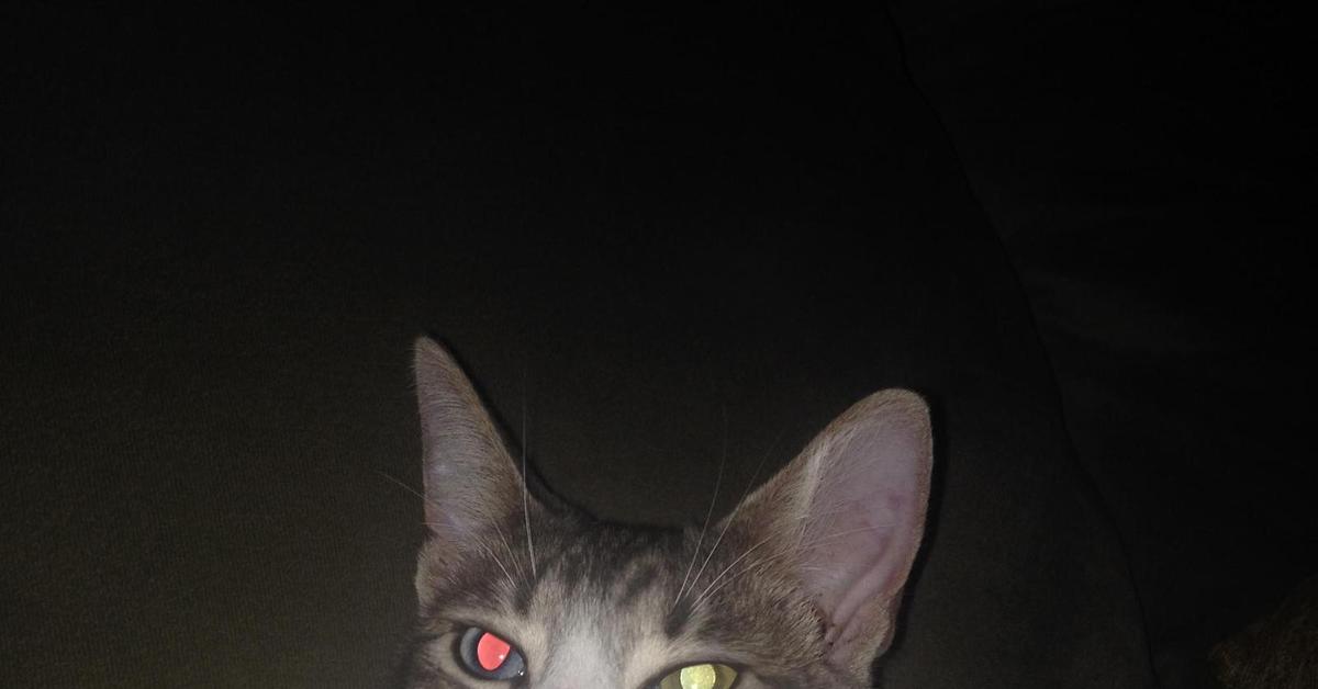 Эффект красного глаза у кота с гетерохромией. | Пикабу