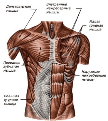 Pectoral muscles - training for mere mortals. - My, Fitness, Workout, The medicine, Longpost