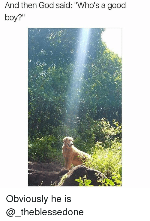 And God asked, who's a good boy? - Photo, Sun rays, Dog, Good boy