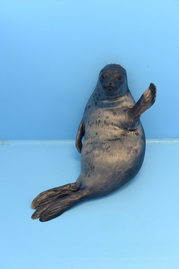 Hey! - Seal, , Pinnipeds, Animals, Seal, Milota, Hey