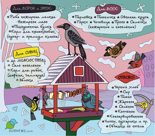 Infographics: how to feed and not poison birds in winter - Birds, Infographics, Chelyabinsk, Animals
