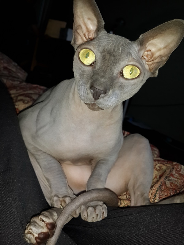      ? , 