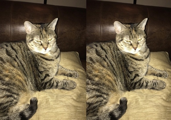 Cat before and after being called a good boy - Reddit, cat, Good boy