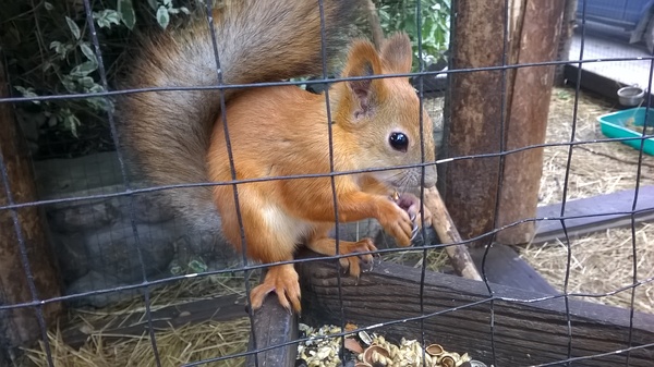 local beggars - My, Squirrel, Animals, My, Longpost